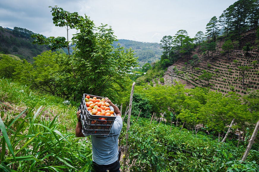 A man participating in a field school carries a large container of tomatoes in La Palmera, as part of the World Vision THRIVE initiative. (Honduras, 2023)