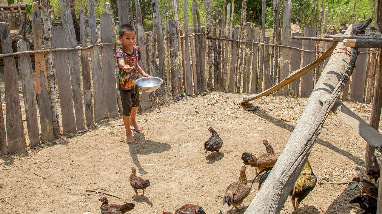 A boy holds a bowl of chicken feed and throws some to his family’s chickens. (Laos, 2023)