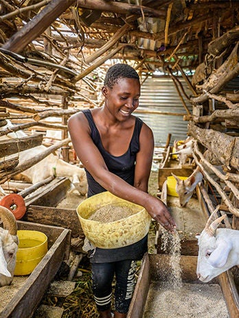 A woman is feeding goats on a farm supported by World Vision Thrive project in Kenya.