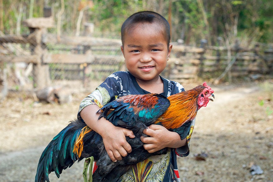 Sombat, 3, holds one of the roosters that helped expand his family’s farm from 10 chickens to 72. His family learned how to raise chickens after attending a training program implemented by World Vision.  