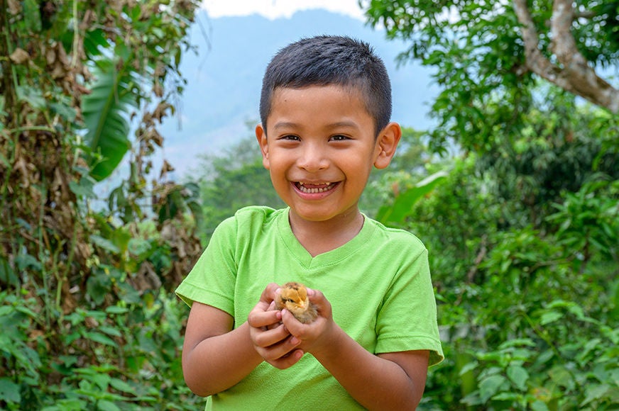 A boy standing in a farm holds a chick to be raised by his family.