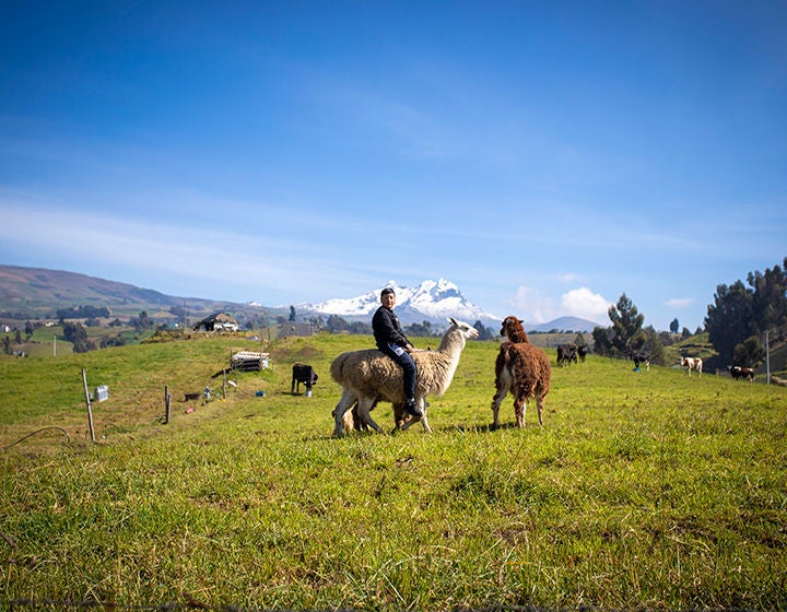 A boy rides an alpaca in a field on his family’s farm.