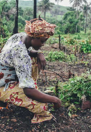 Woman squatting and tending to her crops.