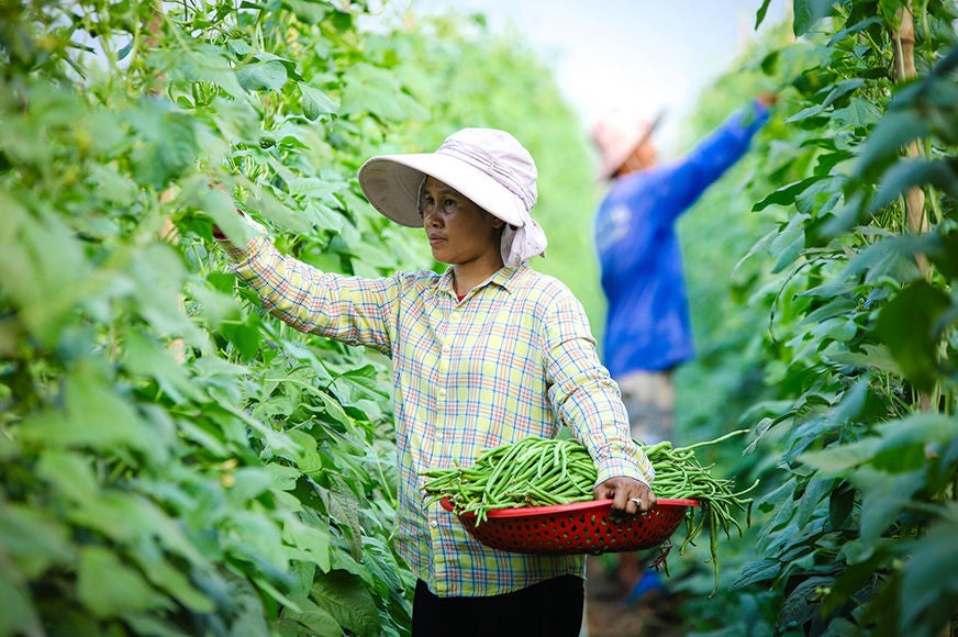 A woman harvests vegetables, placing them in a red basket.