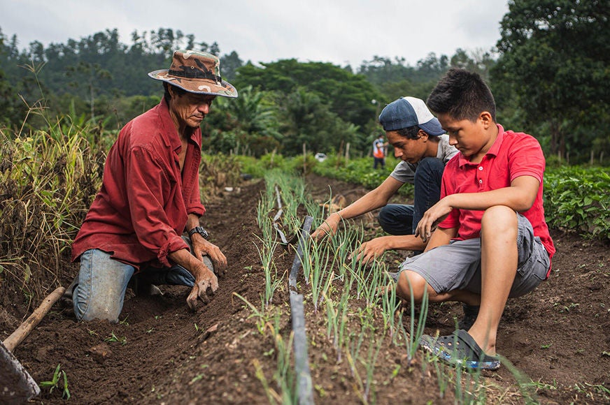 A father and his two sons are planting crops in a farm supported by World Vision’s Thrive project in Honduras. (Honduras, 2021)