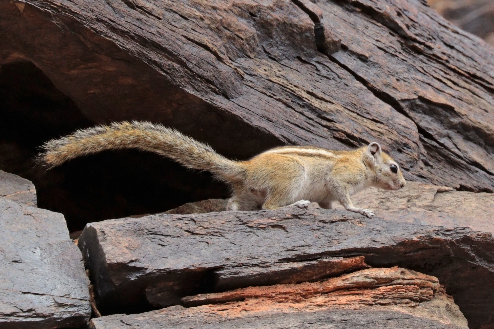 Photo: Sharp Photography, Wikimedia Commons