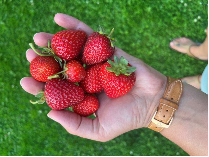 A hand holding a bunch of strawberries outside over grass.